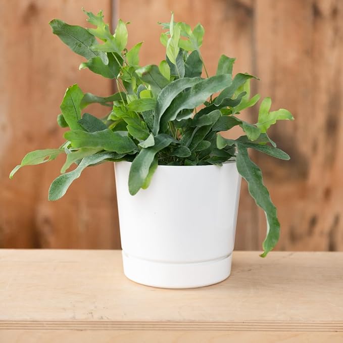 Novelty Majestic Full Depth Round Cylinder Pot, Glossy White, 6-Inch (10062)