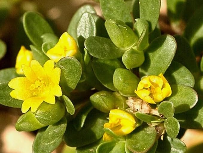 1000PCS Green Purslane Seeds Portulaca Oleracea Sativa Garden Home Wild Vegetable Seeds