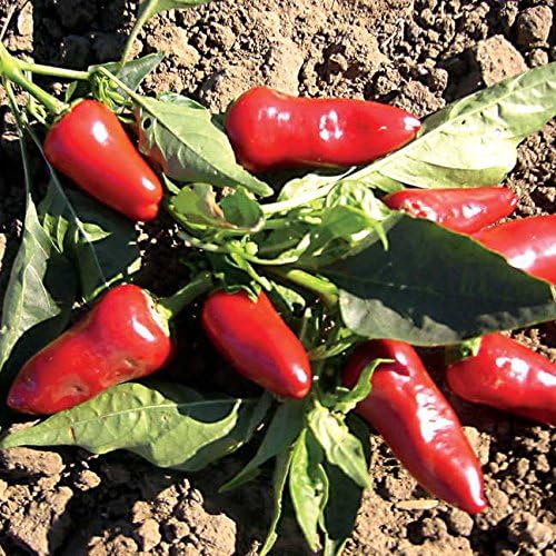 Park Seed Fresno Chili Pepper Seeds – Mild to Medium Heat (5,000–10,000 Scovilles), High-Yielding 2-Inch Glossy Fruits, Great for Fresh Use, Stuffing, Pickling, and Sautéing – Pack of 25 Seeds