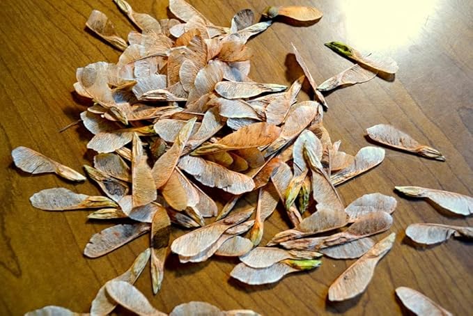 Brown Farm Academy Sugar Maple, Tree Seeds (Acer Saccharum) 50 Seeds for Fall Colors and Sugar Maple Syrup