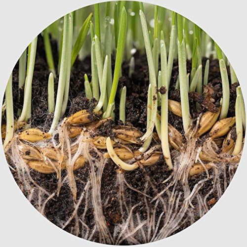 3 Pounds Water Storing Crystals Super Absorbent Polymer for Plants