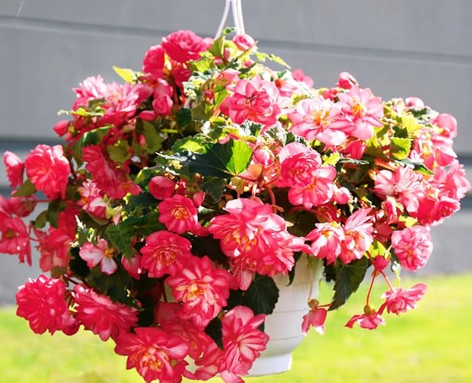 100PCS Pink Begonia Nonstop Flower Seeds Ornamental Easy to Grow Flower Seeds Home Garden