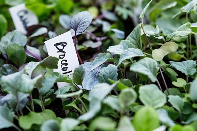 4 Inch Plastic Plant Labels for Seedlings, Flexible Waterproof Plant Tags, Vegetable Gardening Stake Tags for Potted Plants and Outdoor Garden, White, 250 Pcs