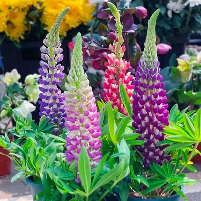 500+ PCS Russell Lupine Seeds Mix Color Wildflower Perennial Giant Lupine Seeds Colorful Plants for Planting