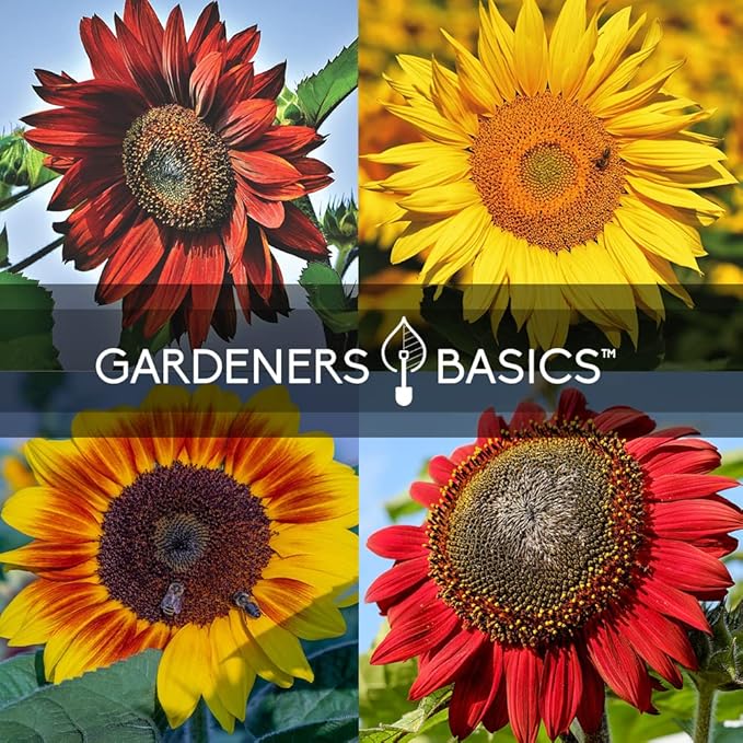 Gardeners Basics Sunflower Seeds for Planting Flowers - Velvet Queen, Skyscraper, Lemon Queen, Giant, Autumn Beauty, Chocolate Cherry, Dwarf Sunspot and Mammoth Bulk Outdoor Flower Garden, Pack of 8