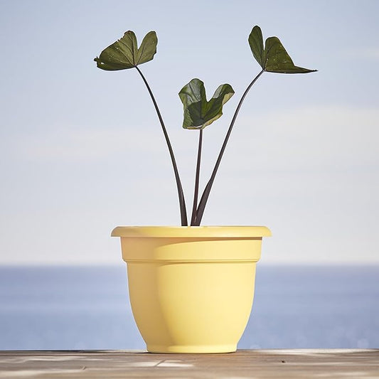 Bloem Ariana 12" Daffodil Round Self-Watering Resin Planter Pot - Rolled Rim Indoor and Outdoor Gardening Planter