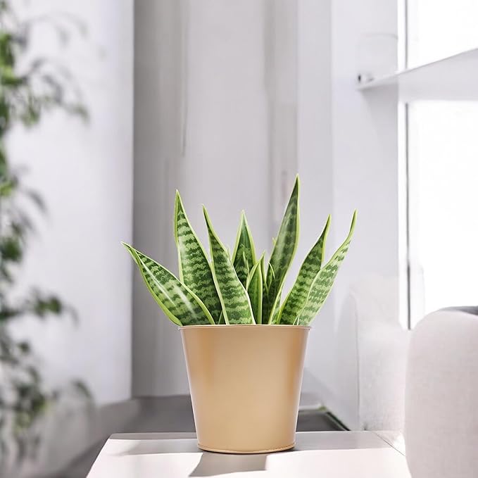 Hosley Set of 3 Gold Finish Bucket/Pots with PVC Liner 5" Dia x 4.75" H, Ideal Gift for Floral Arrangements Wedding Home Office Party DIY Indoor Outdoor Garden Patio