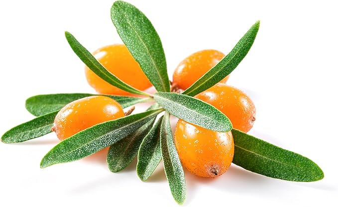 Sea Buckthorn 100 Seeds (Hippophae rhamnoides) Heirloom - Open Pollinated