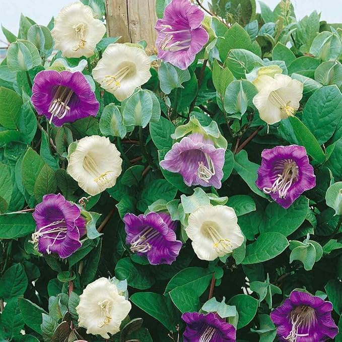 Outsidepride Mix Cobea Cup and Saucer Vine Seeds - 200 Pcs Perennial Climbing Vine Flower Seeds with Lush Foliage & Large Flowers That Attract Pollinators, for Fences, Trellises, or Walls