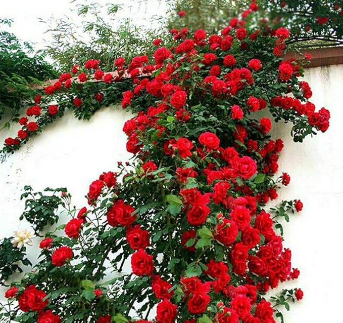 100+ Red Climbing Rose Seeds for Planting Outdoors Ornamental Climbing Flowers Rosa Bush Vine Climber Long-Blooming