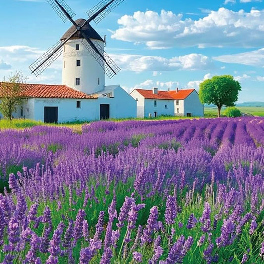 3800+ Lavender Seeds for Planting Outdoor - Non GMO Premium English Lavender Seeds for 2026, Lavender Plants or Dried Flowers, Wildflower Seed, DIY Essential Oils Perfect for Home Gardeners, Gifts