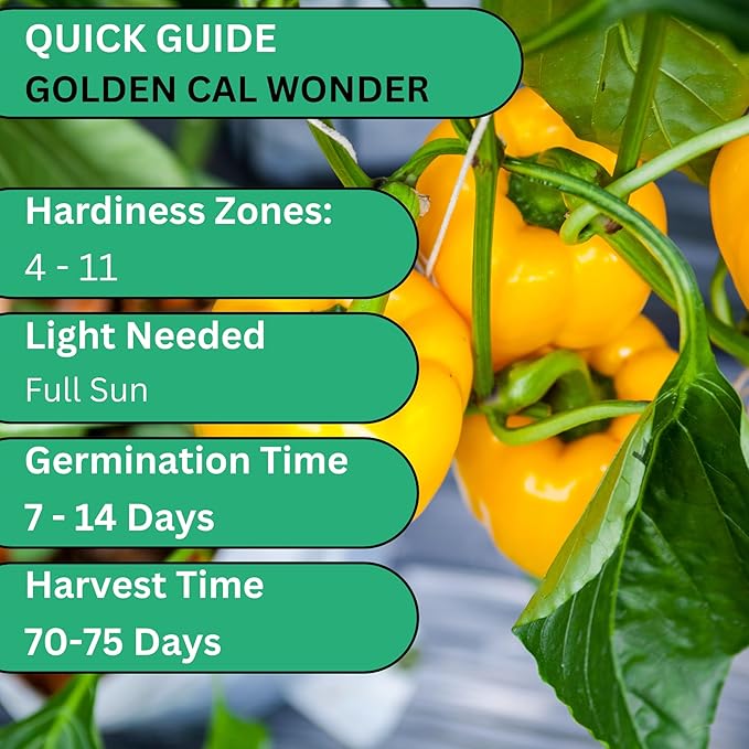 Golden California Wonder Bell Pepper Seeds for Planting – Heirloom Non-GMO Sweet Golden Bell Peppers for Home Gardens | Woods Creek Seeds