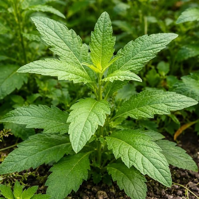 500 Epazote Seeds – Semilla de Epazote (Chenopodium ambrosioides) Mexicano Heirloom Herb Seeds for Planting – Outdoor Garden & Containers – High Germination Rate