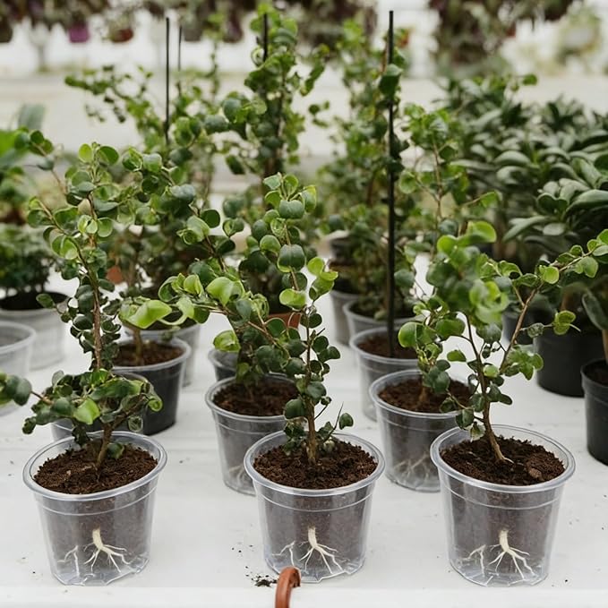 TINSKY 200 Pcs 2 Inch Clear Nursery Pots with Drainage Holes Mini Plastic Plant Pots for Seedling Seeds Germination Transplanting Seeds Starter Planting Indoor Outdoor Succulent