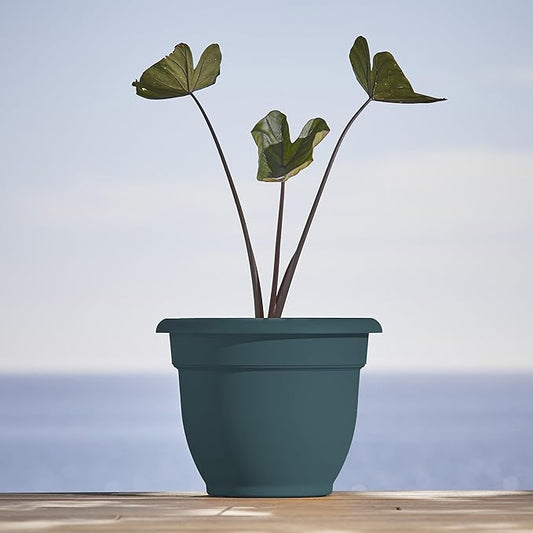 Bloem Ariana 10" Charleston Round Self-Watering Resin Planter Pot - Rolled Rim Indoor and Outdoor Gardening Planter