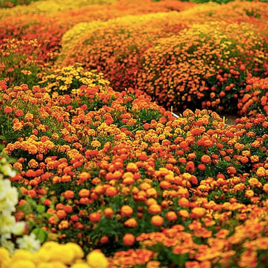 1000 French Marigold Sparky Mix Seeds - Good Addition to Vegetable Gardens - Marde Ross & Company