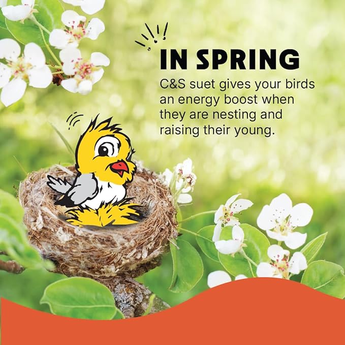 C&S Woodpecker Suet Treat, Outdoor Wild Bird Food for Woodpeckers, Flickers and More, 8 Pack