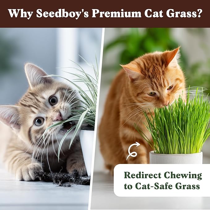 Seedboy Organic Cat Grass Seeds for Planting, Non-GMO Wheat, Oat, Rye, and Barley Cat Grass for Indoor Cats (8 oz)