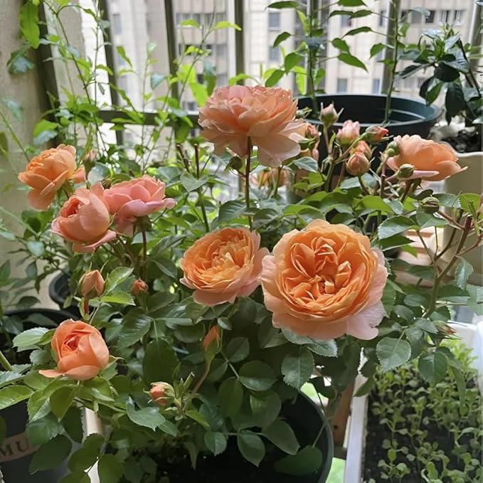 50+ Rare Juicy Terrazza Rose Seeds Perennial Flowers Bloom Late Winter to Early Spring Planting