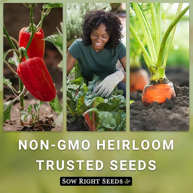 Sow Right Seeds - Rainbow Swiss Chard Seeds for Planting - Non-GMO Heirloom Packet with Instructions to Plant and Grow a Home Vegetable Garden - Nutritious Chard Greens for Cooking (2)