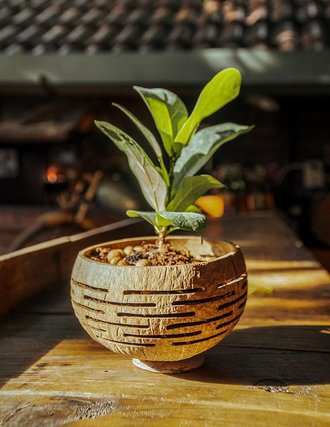 Rainforest Bowls Set of 2 Horizons Coconut Planters w/Drainage Hole- Perfect for Succulents, Flowers, Small Plants, Indoor & Outdoor Gardens- Handcarved by Artisans, Eco-Friendly & Sustainable