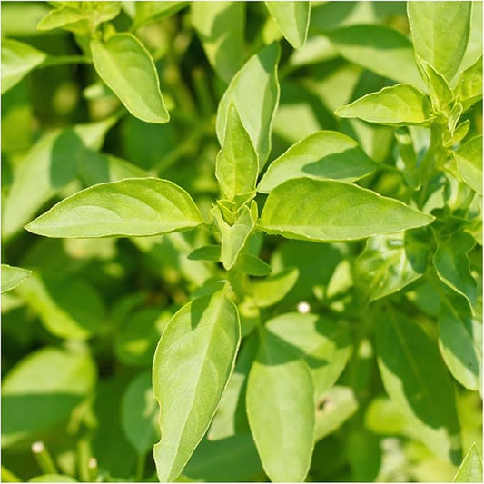 Seed Needs Lemon Basil/Lime Basil Seeds for Planting Fresh Kitchen Herbs - Non-GMO Heirloom & Untreated Annual Herb Seed to Plant a Culinary Garden Indoors or Outdoors