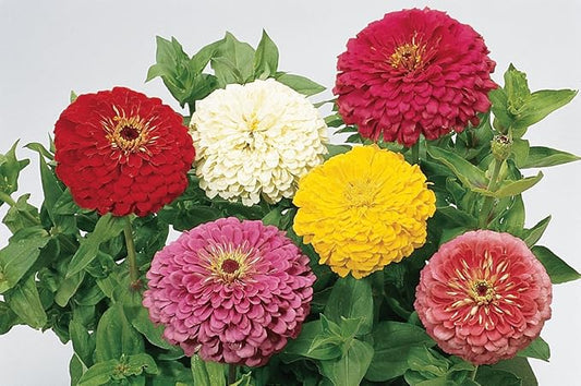 Burpee Giant Flowered Mixed Colors Zinnia Seeds 150 seeds