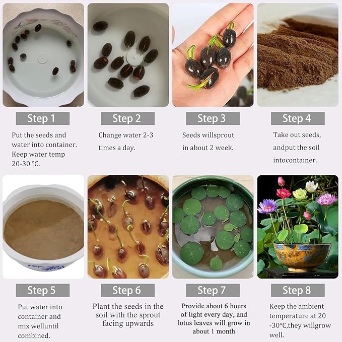 160pcs Mixed Color Bowl Lotus Seeds for Planting - Non-GMO Bonsai Lotus, Water Lily Flower, Easy-Grow Aquatic Plants for Ponds, Water Gardens, and Indoor/Outdoor Spaces