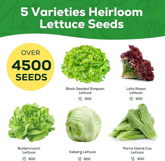 Heirloom Lettuce Seeds - 5 Varieties, Non-GMO Seeds for Planting - Black Seeded Simpson, Iceberg, Buttercrunch, Parris Island Cos & Lolla Rossa Lettuce - Home Garden & Hydroponic Seeds