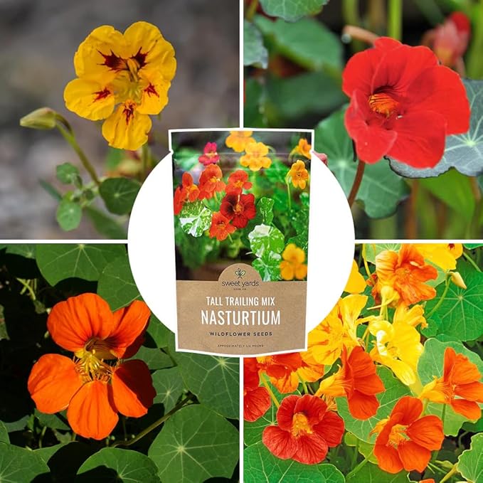 Nasturtium Seeds – Mixed Colors – Bulk Quarter Pound Bag – Over 900 Open Pollinated Non-GMO Flower Seeds – Tropaeolum majus