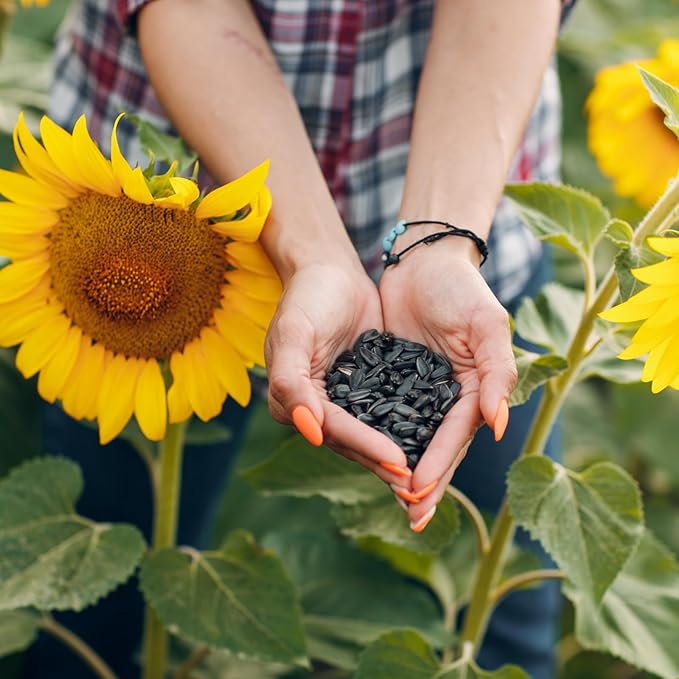 Premium Black Sunflower Seeds – | 4 LB Bulk Value Pack | Natural Wild Bird Seed for Backyard Feeders, High-Energy Food for Songbirds