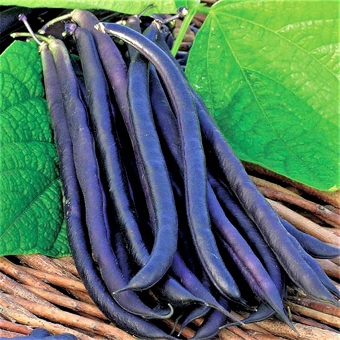 Royal Burgundy Bush Bean Seeds - 100 Count Seed Pack - Eye-catching, Vigorous and Quick to Pick - Country Creek LLC