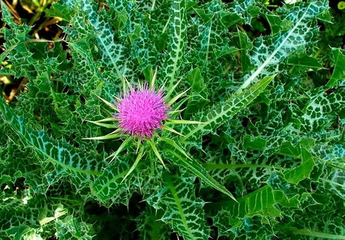 150+ Seeds Blessed Milk Thistle Medicinal - Herb Purple