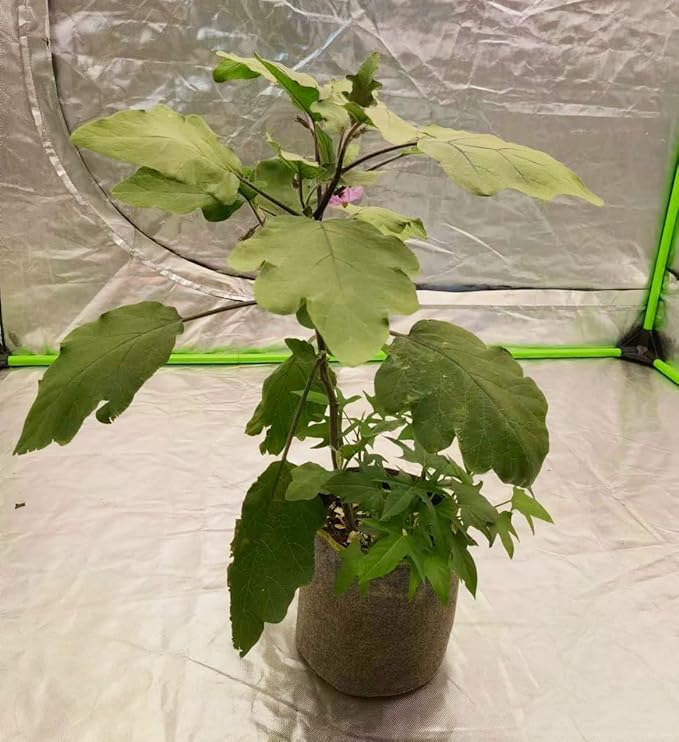 HORTIPOTS Fabric Pots 3 Gallon Non So Floppy Air Pruning Smart Grow Bags Black Gray (Pack of 10)