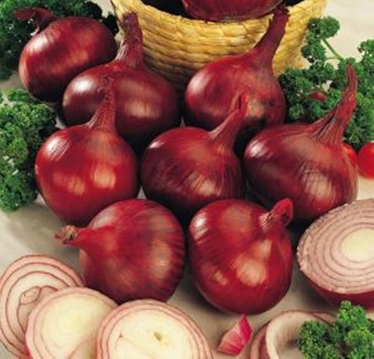 Seeds Red Baron Onion Non GMO Vegetable for Planting