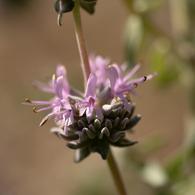 Plant Good Seed Organic San Luis Purple Sage Seeds for Planting: California Native Plant, Aromatic Gray Leaves - 100 Seed Packet