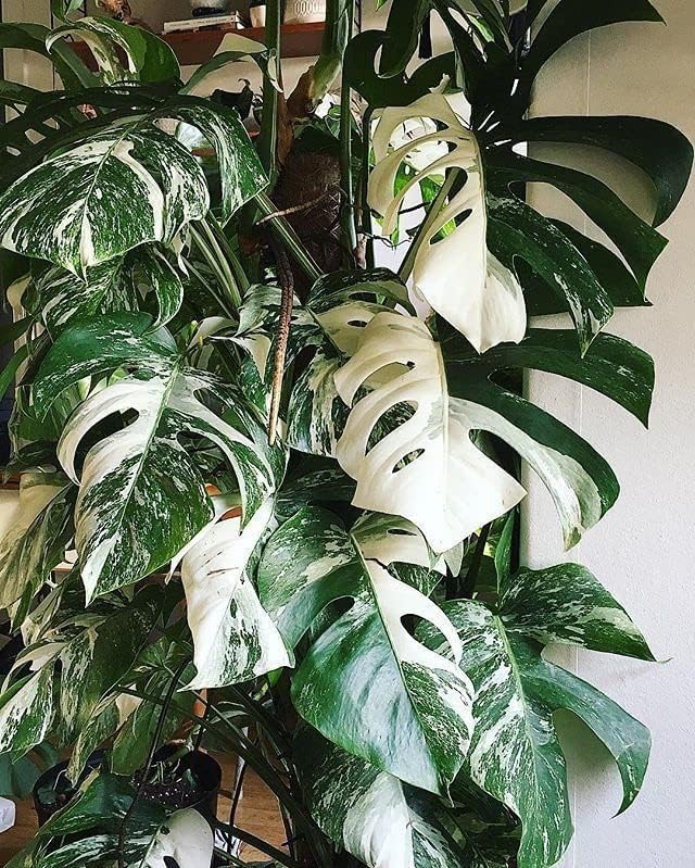 GARDENERA Albo Variegata Soil Blend - Hand-Crafted with The Finest Ingredients for Vibrant Foliage - 3 Quart