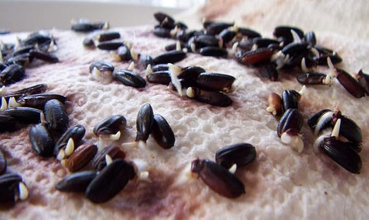 Black Rice 500 Seeds Forbidden Nutty Flavor Easy to Grow Organic Plants viable!