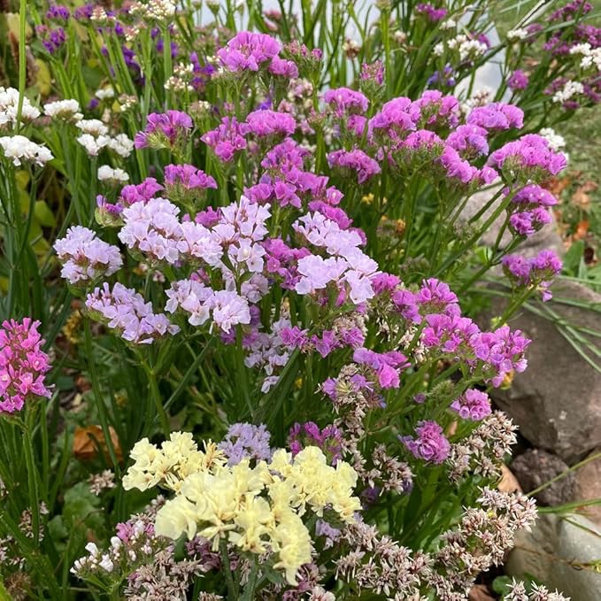1000+ Mix Statice Pastel Seeds for Planting Outdoors-Annual Limonium Sinuatum Beautiful Flowers Seeds- Non-GMO Heirloom for Home Garden