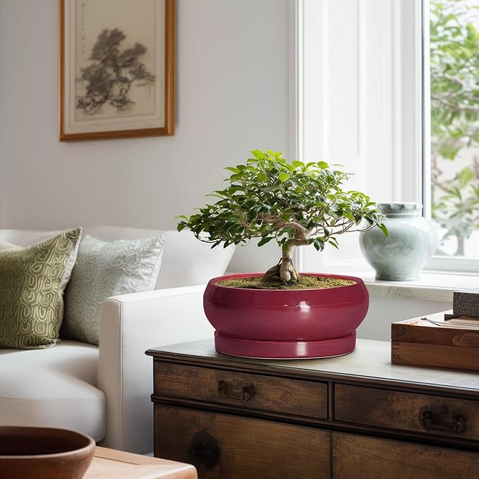 Bonsai Pots 10 Inch - Ceramic Succulent Planters for Indoor Plants Outdoor, Round Succulent Pots with Drainage Hole and Tray, Shallow Planter, Room Decor, Gifts for Plant Lovers, Wine Red