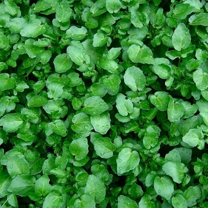 Seeds Garden Cress Broadleaf Indoor Lettuce Heirloom Vegetable for Planting Non GMO