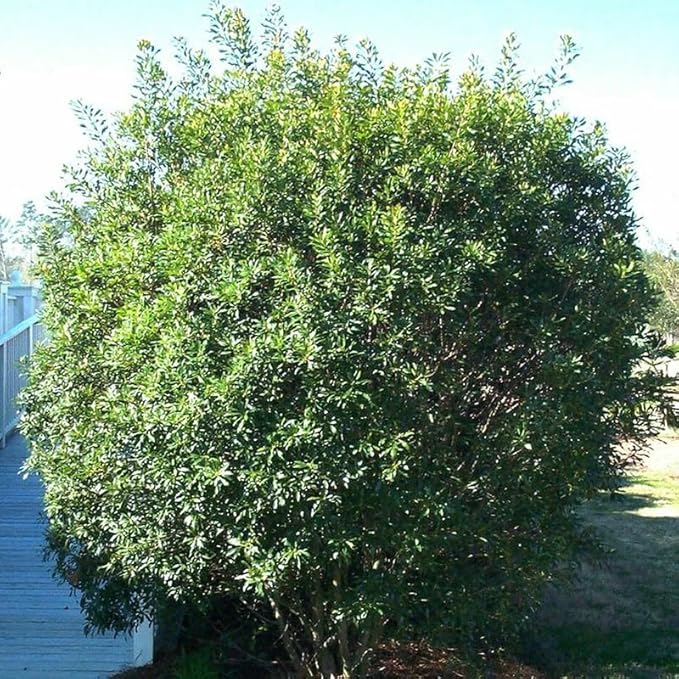 Myrica cerifera (Southern Waxmyrtle) Tree Seeds, Fragrant Foliage, Attractive Berries, Seeds by MySeeds.Co, You Choose The Amount (1 oz)