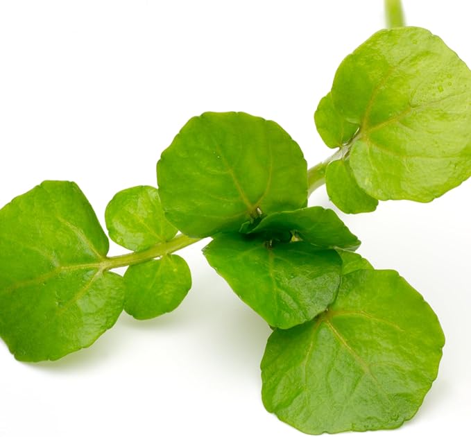 Seed Needs Watercress Seeds for Planting Nasturtium officinale - Non-GMO Heirloom & Untreated - Plant Your own Home Grown Culinary Herb Garden Indoors or Outdoors (2 Packs)
