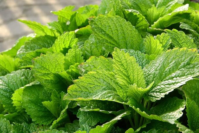 Seeds Lemon Balm Melissa Herbs Heirloom for Planting Non GMO
