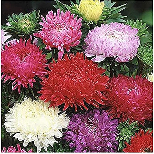 Duchess Aster Mixed Colors Seeds - 1000 Seeds Approximately