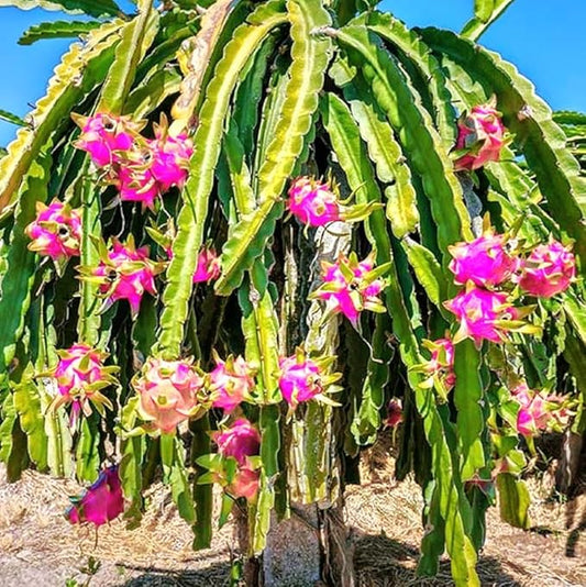 150pcs/pack Red Dragon Fruit (Pitaya) Seeds – Easy to Germinate Grow Exotic, Vibrant Pitaya Fruit at Home Organic | Heirloom