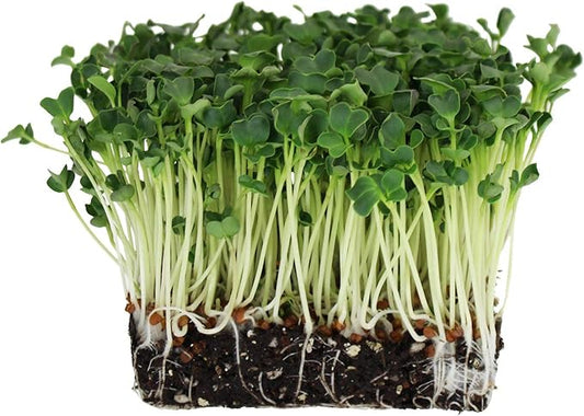 Handy Pantry Organic Radish Sprouting Seeds 4.5 Lb Non-GMO Daikon Radish Seed | Bulk Radish Seeds for Planting, Sprouting, Microgreens