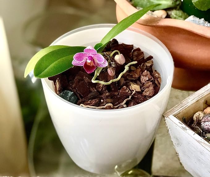 SMEREKA Orchid Pot Set with 6-Inch Clear Slotted Inner and Outer Pots and Premium Potting Mix for Healthy Indoor Orchid Repotting and Growth