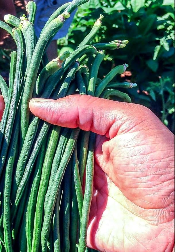 Green 100+ Seeds Snake Oriental Yard Long Pole Bean Seeds for Planting Noodle Beans Heirloom Non-GMO Delicious Vegetable Seeds