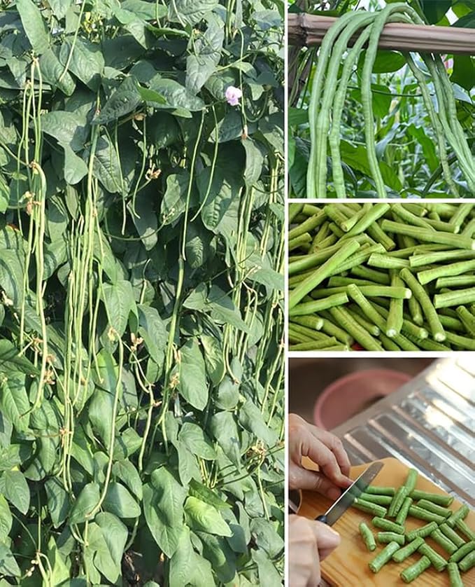 25+ Mixed Yard Long Bean Seeds Green or Purple Red Asian Chinese Long Bean Vegetable Garden Planting